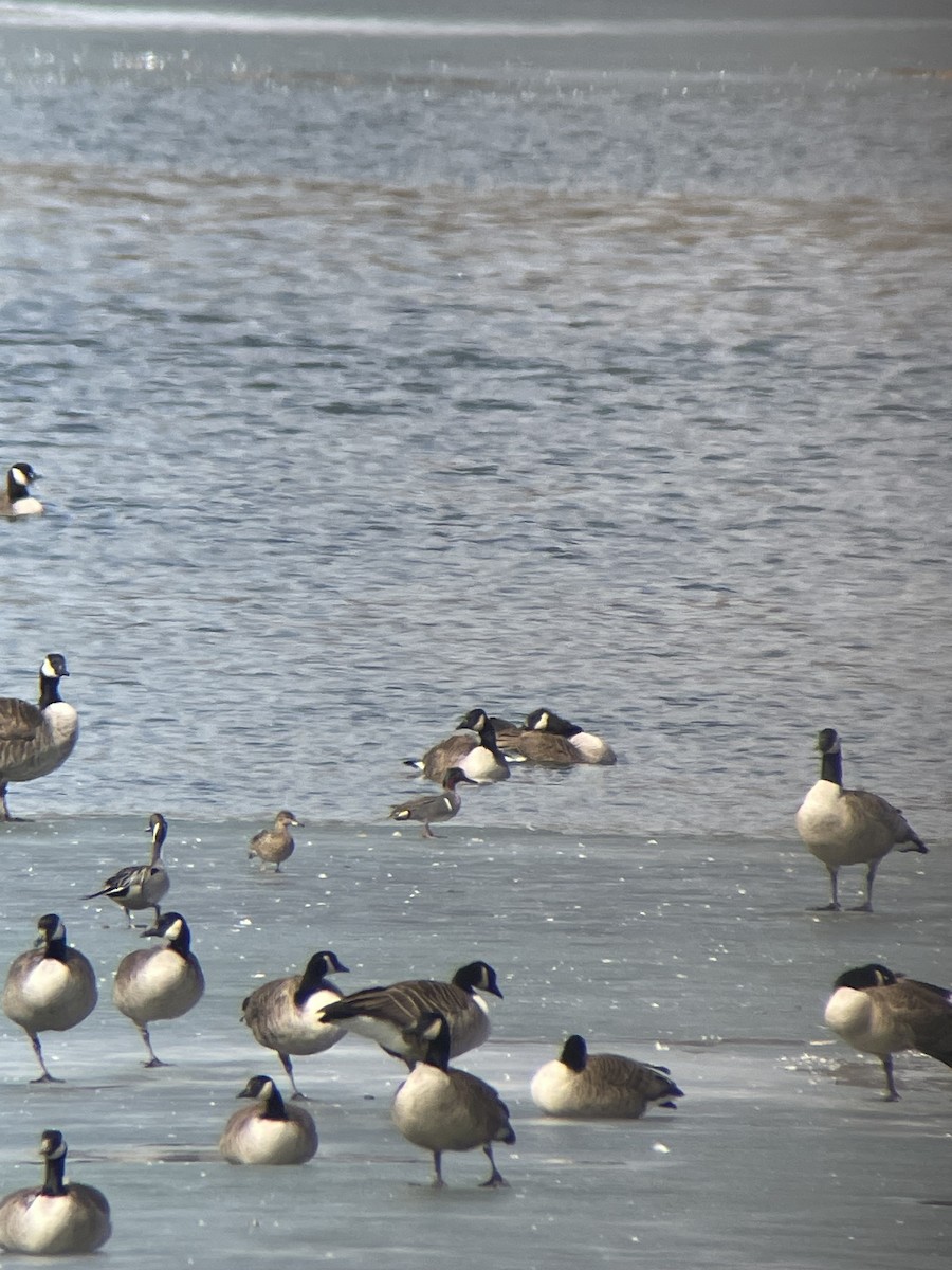 Green-winged Teal - Ron Rind