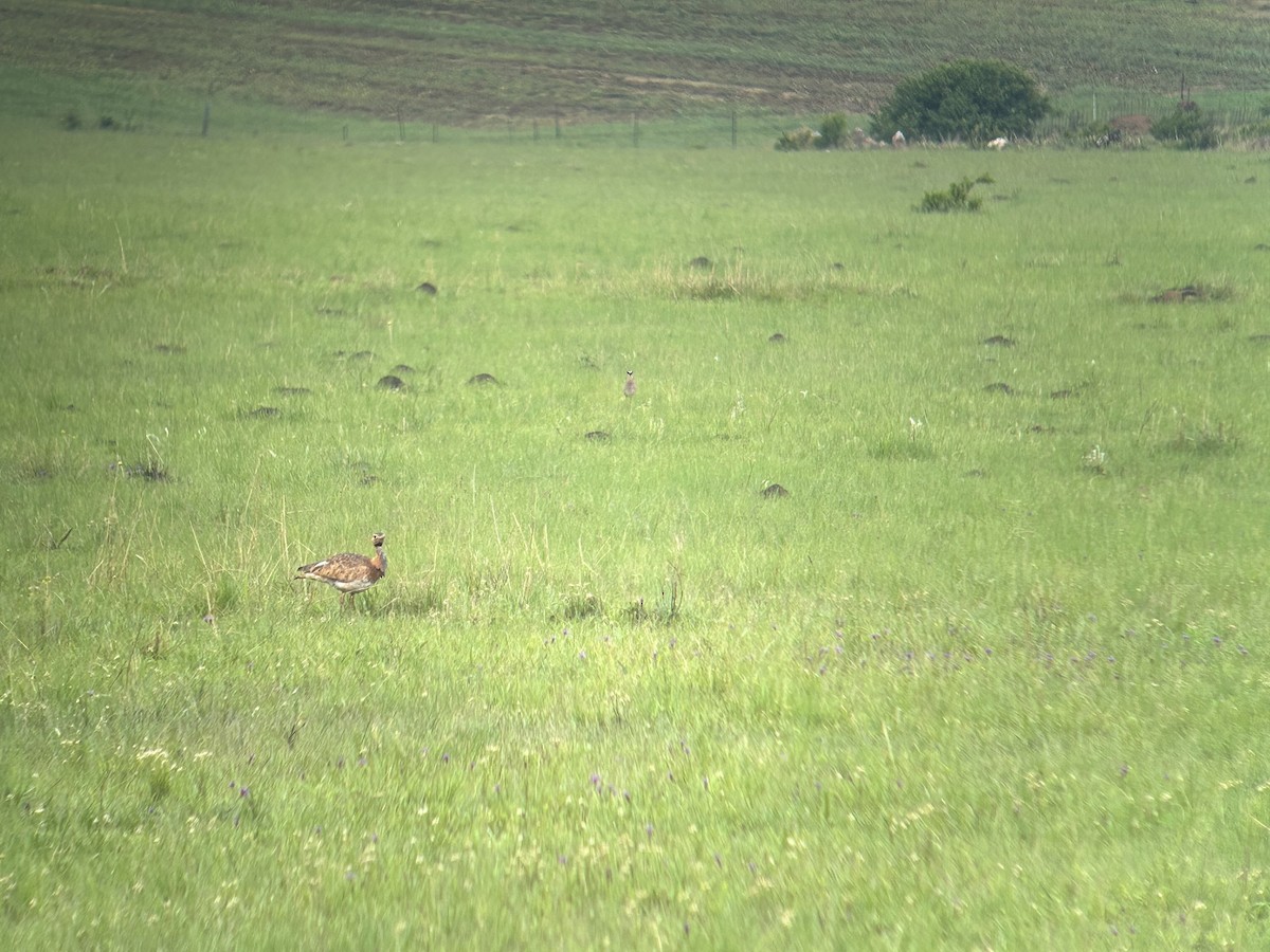 White-bellied Bustard (Barrow's) - Marjorie Rapp