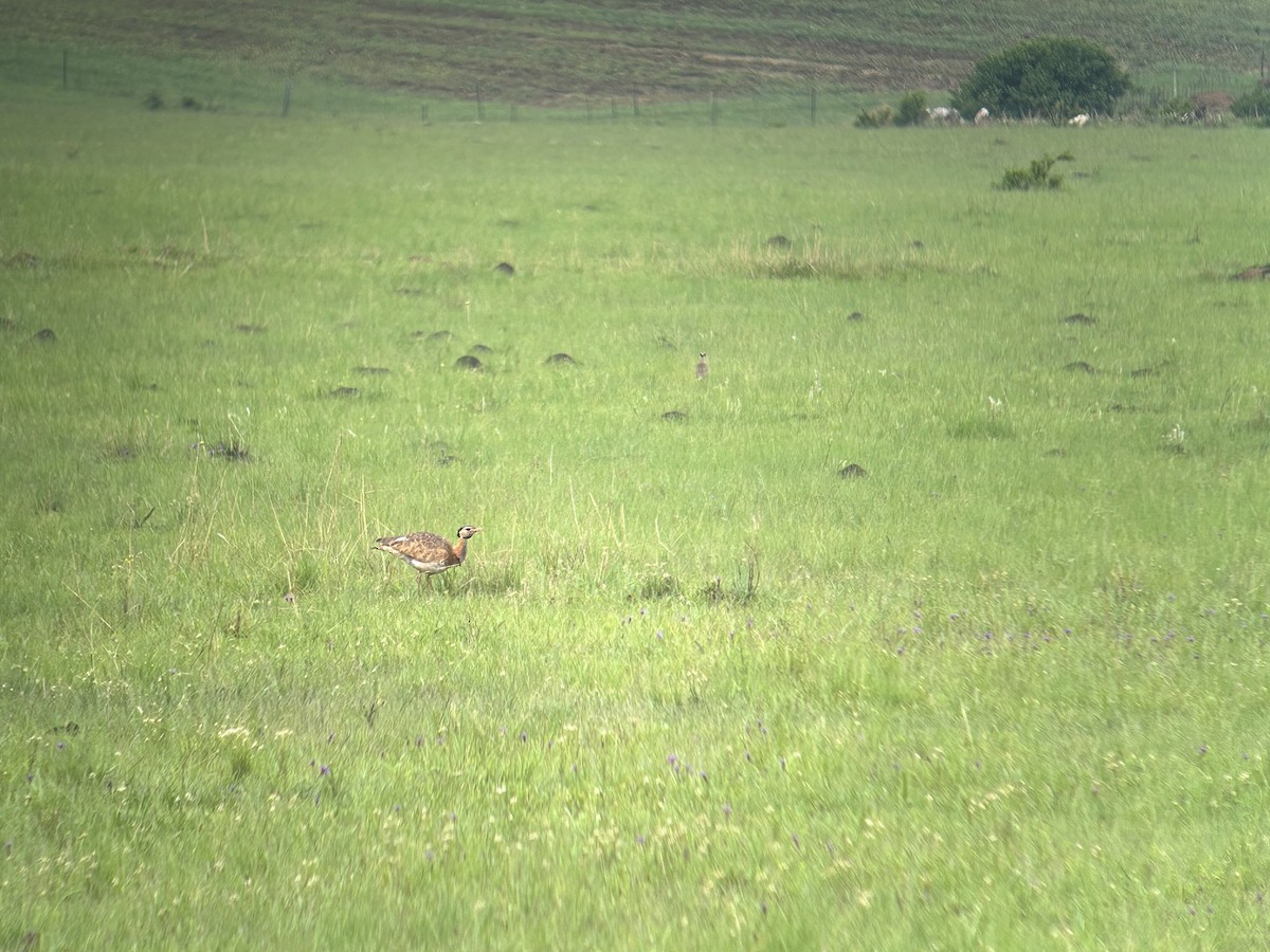 White-bellied Bustard (Barrow's) - Marjorie Rapp