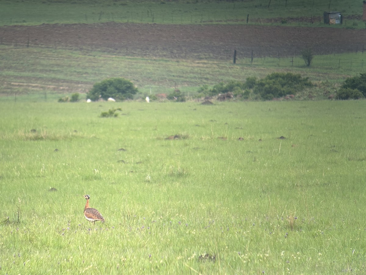 White-bellied Bustard (Barrow's) - Marjorie Rapp