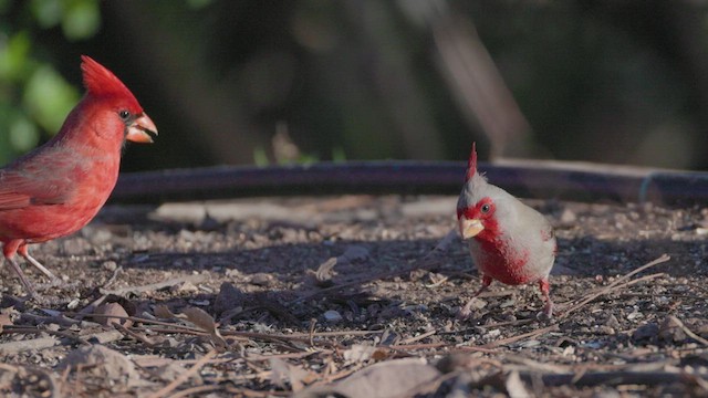 ørkenkardinal - ML615679292