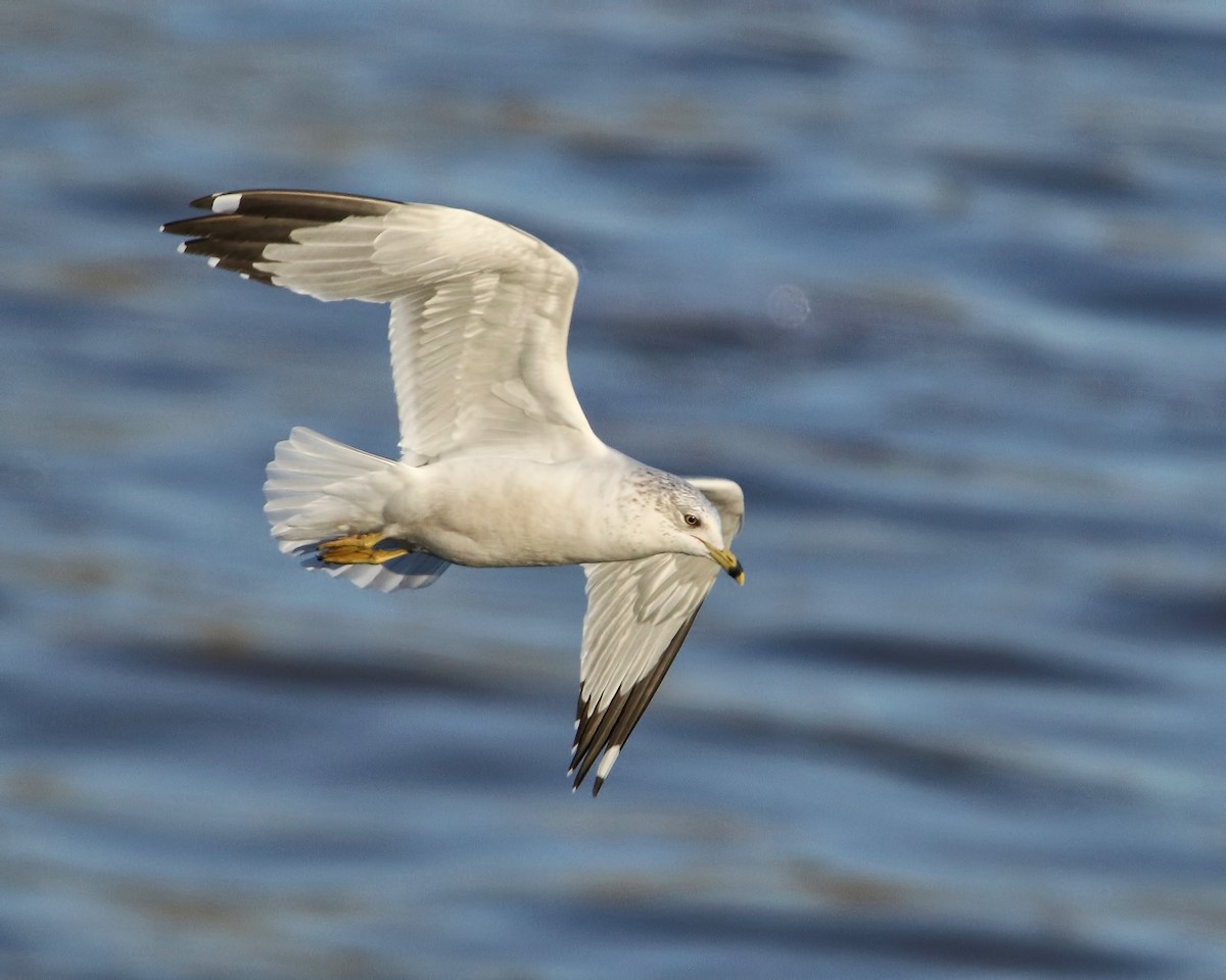 Ring-billed Gull - ML615679295