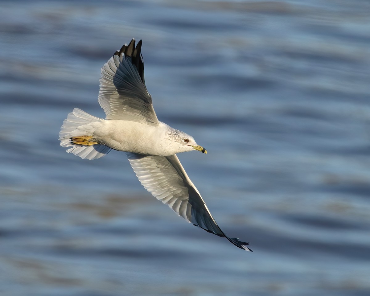 Ring-billed Gull - ML615679296