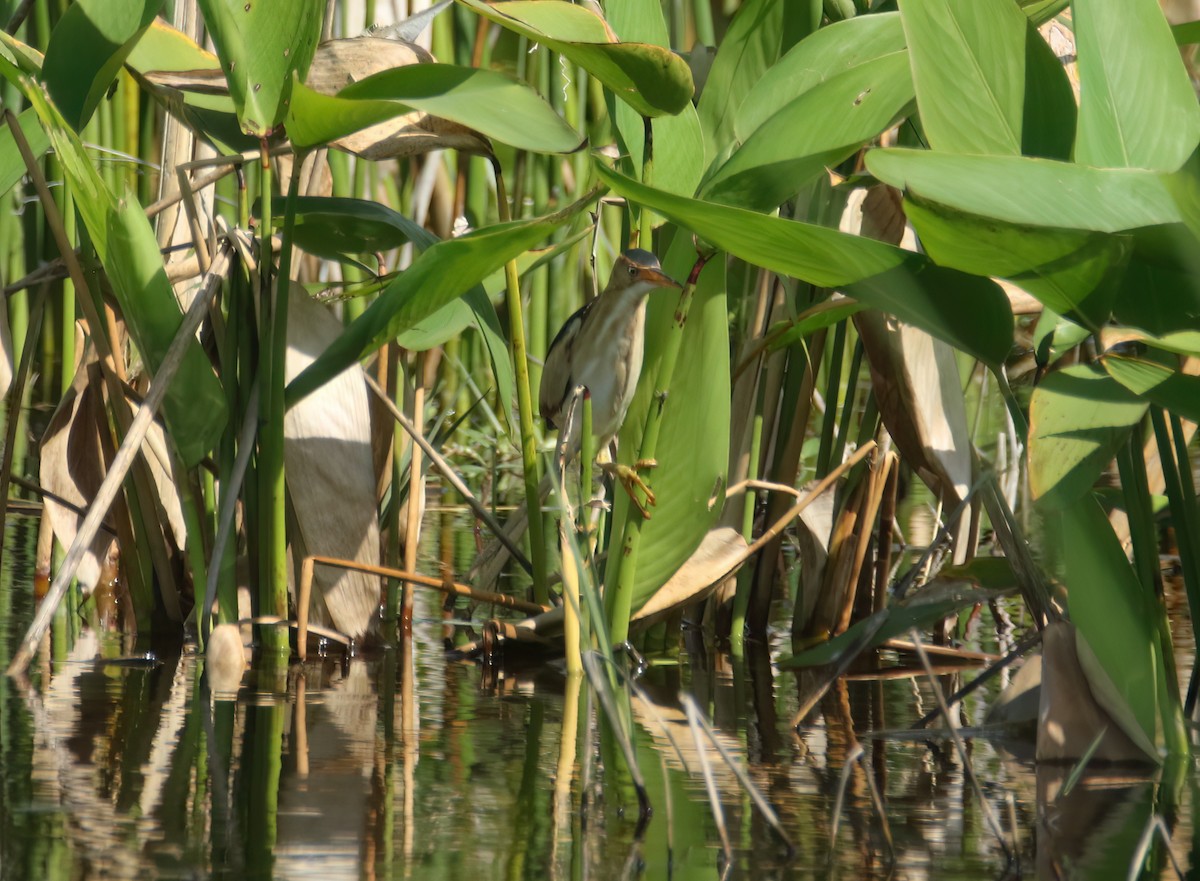 Least Bittern - ML615679357