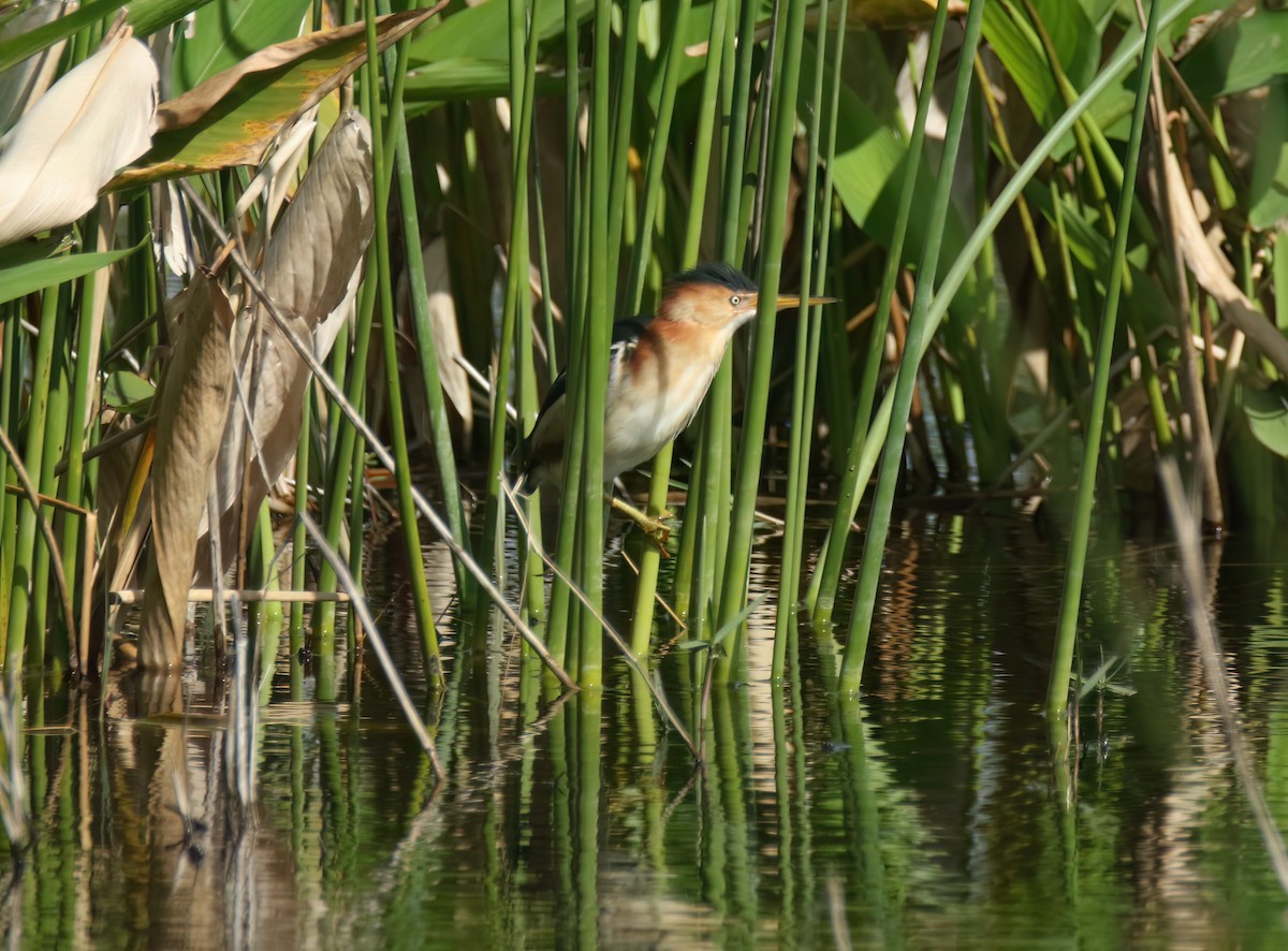 Least Bittern - ML615679358