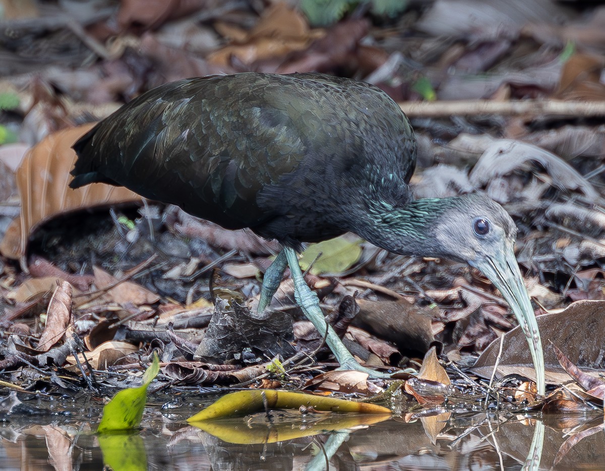 ibis zelený - ML615679365