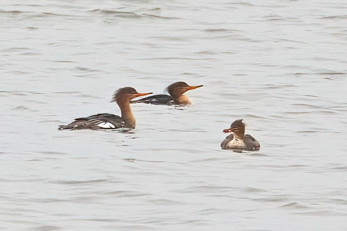 Red-breasted Merganser - ML615679384