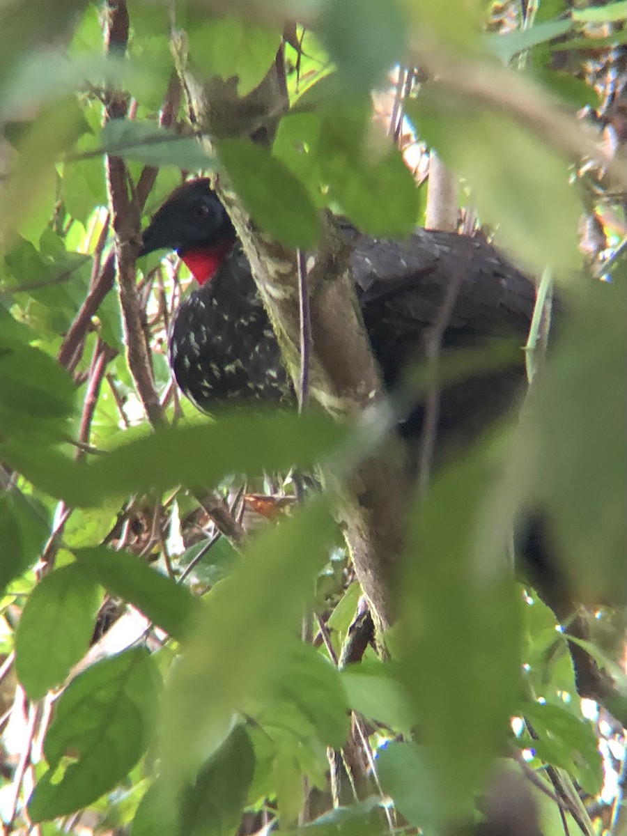 Crested Guan - ML615679395