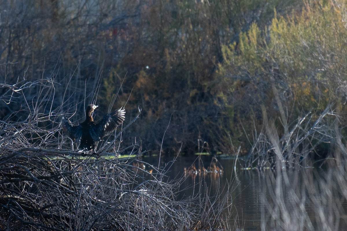 Pygmy Cormorant - ML615679413