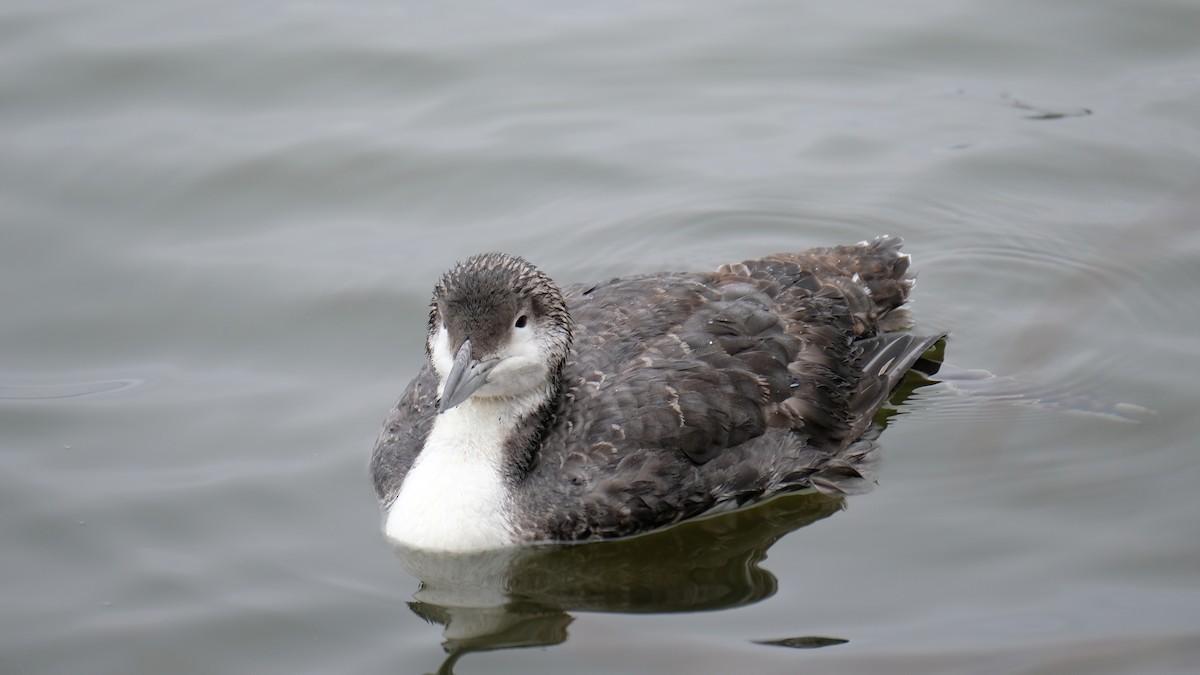 Common Loon - Cindy Gimbert