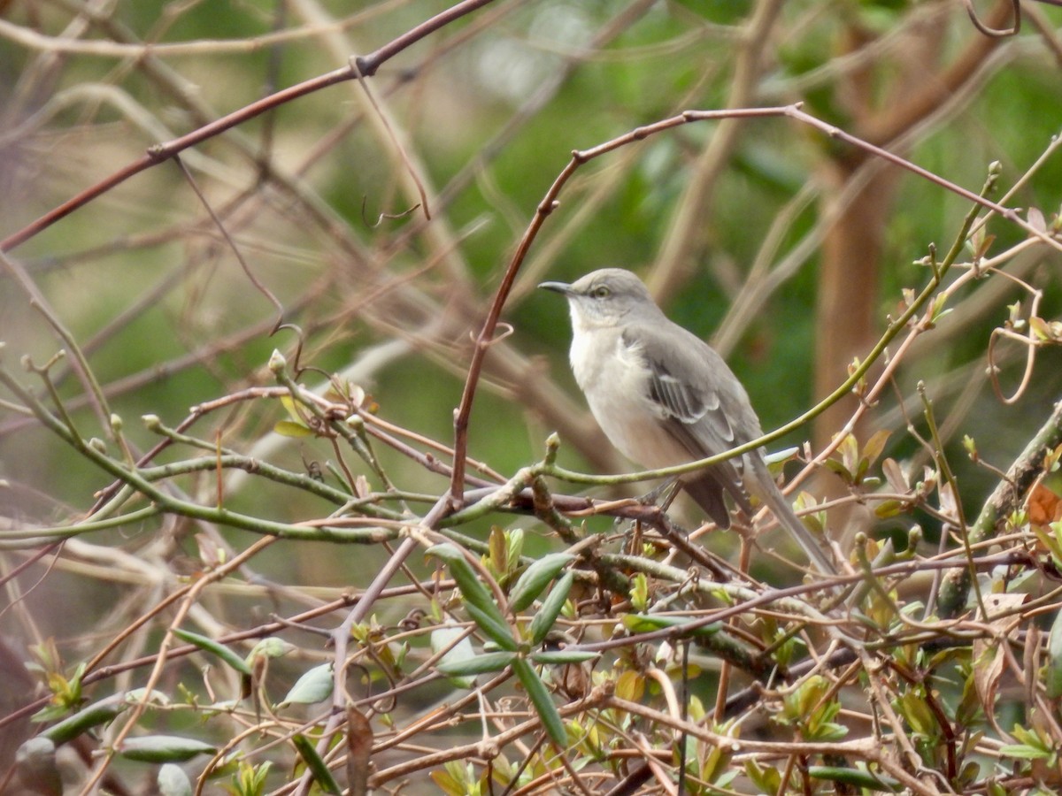 Northern Mockingbird - ML615679665