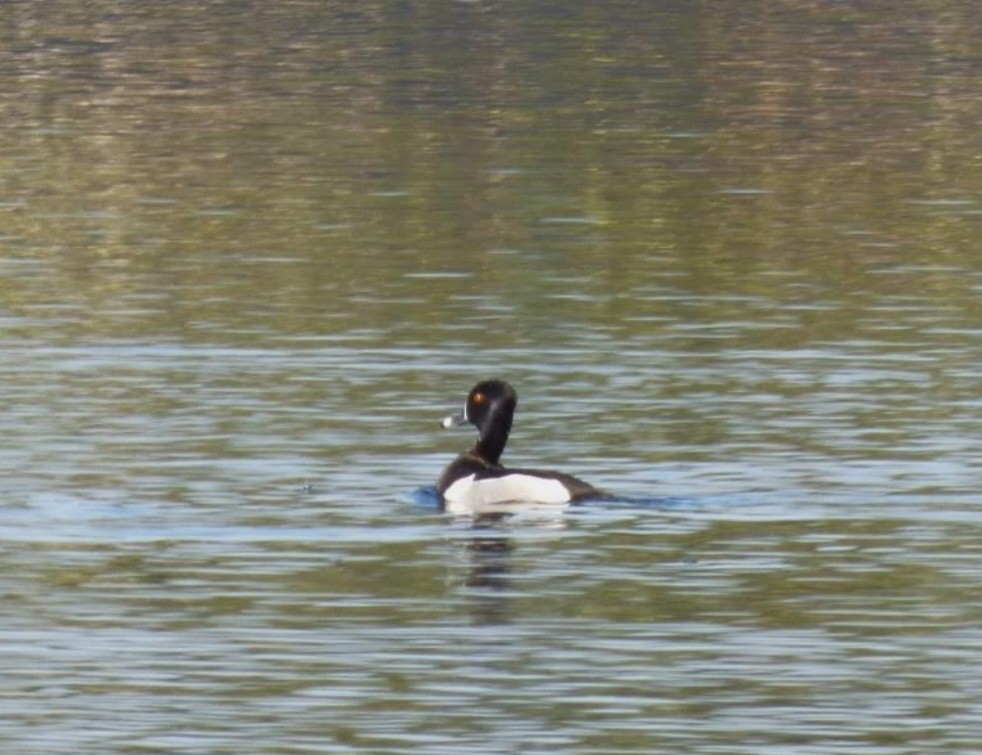Ring-necked Duck - ML615679666