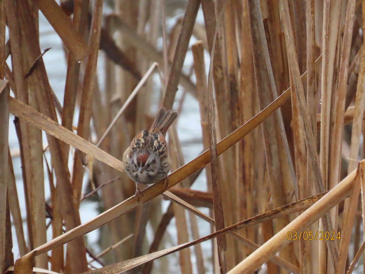 Swamp Sparrow - Penelope Reighart