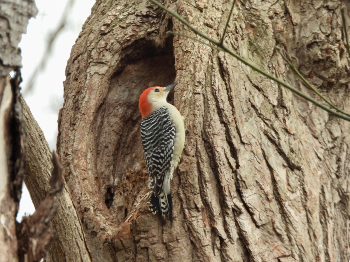 Red-bellied Woodpecker - ML615679672