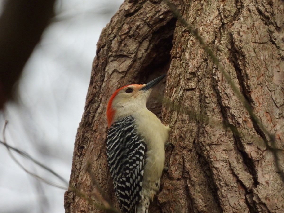 Red-bellied Woodpecker - ML615679673