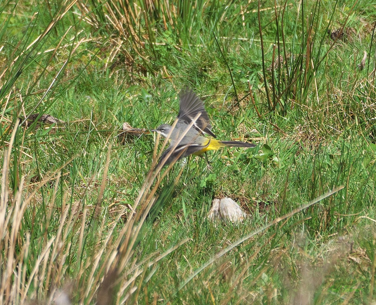 Gray Wagtail - Paul Tavares