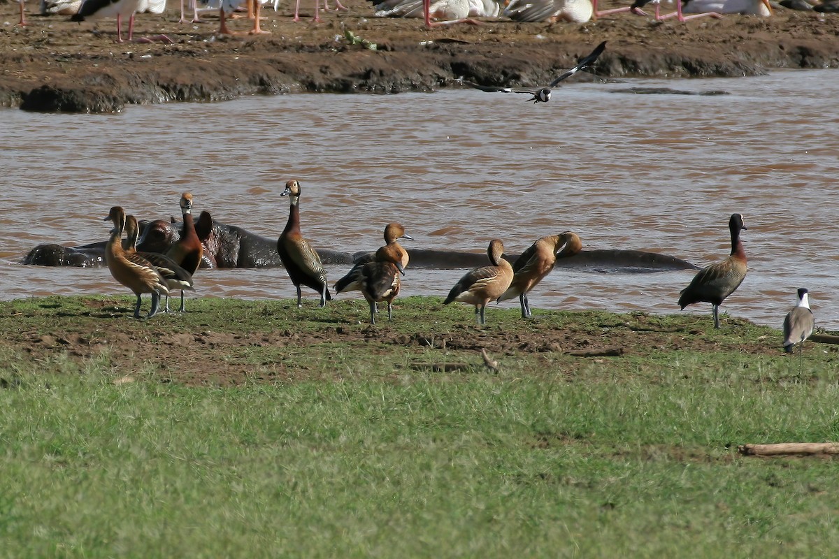 Fulvous Whistling-Duck - ML615679695