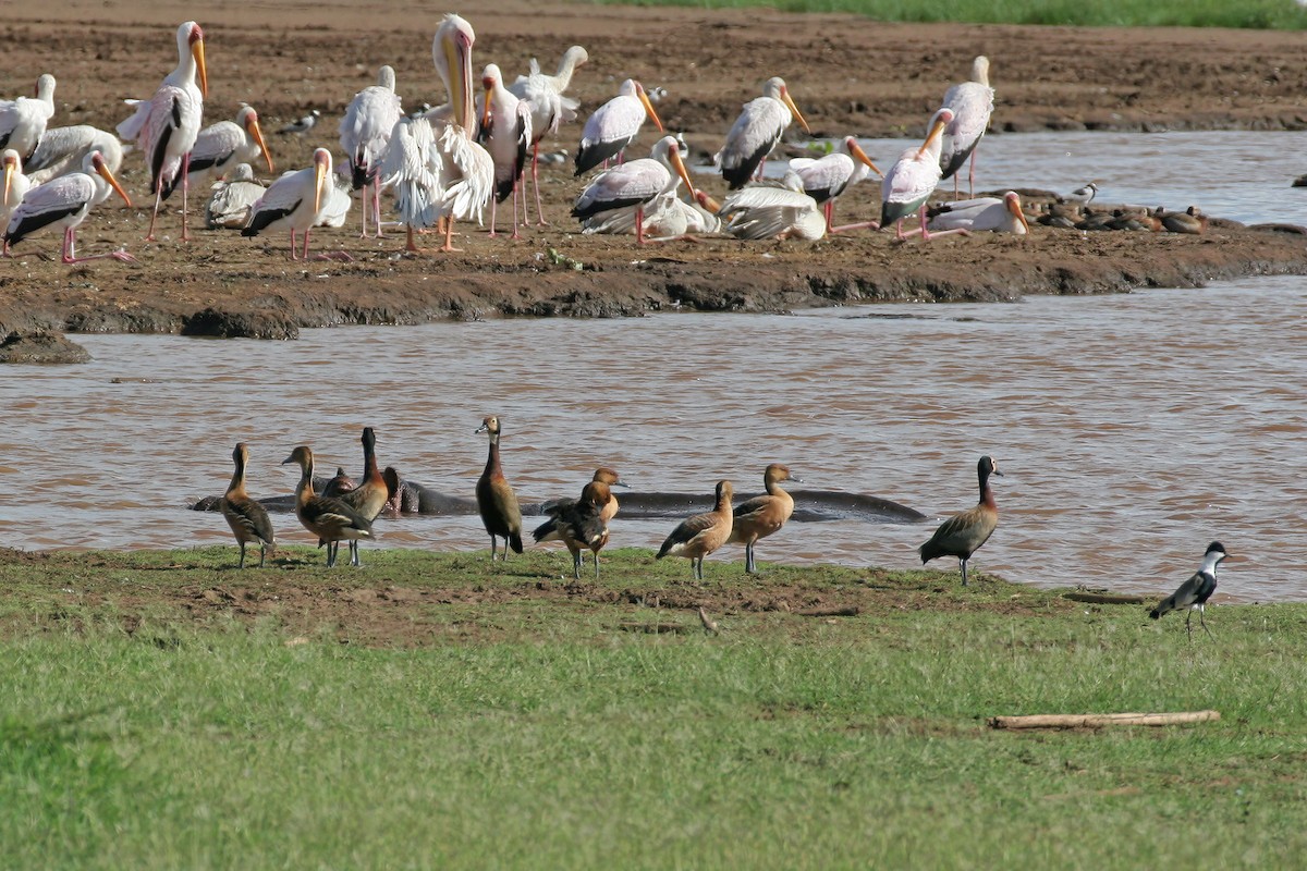 Fulvous Whistling-Duck - ML615679702