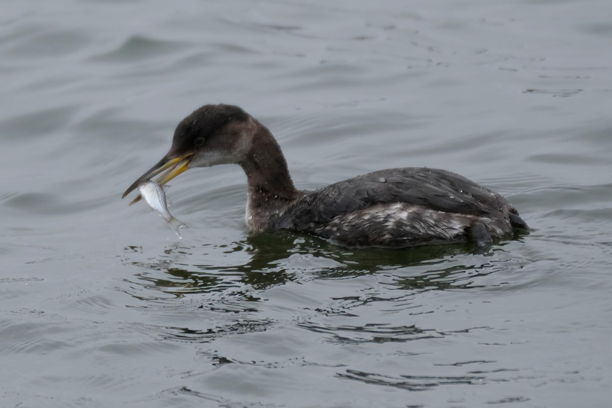 Red-necked Grebe - Cindy Gimbert