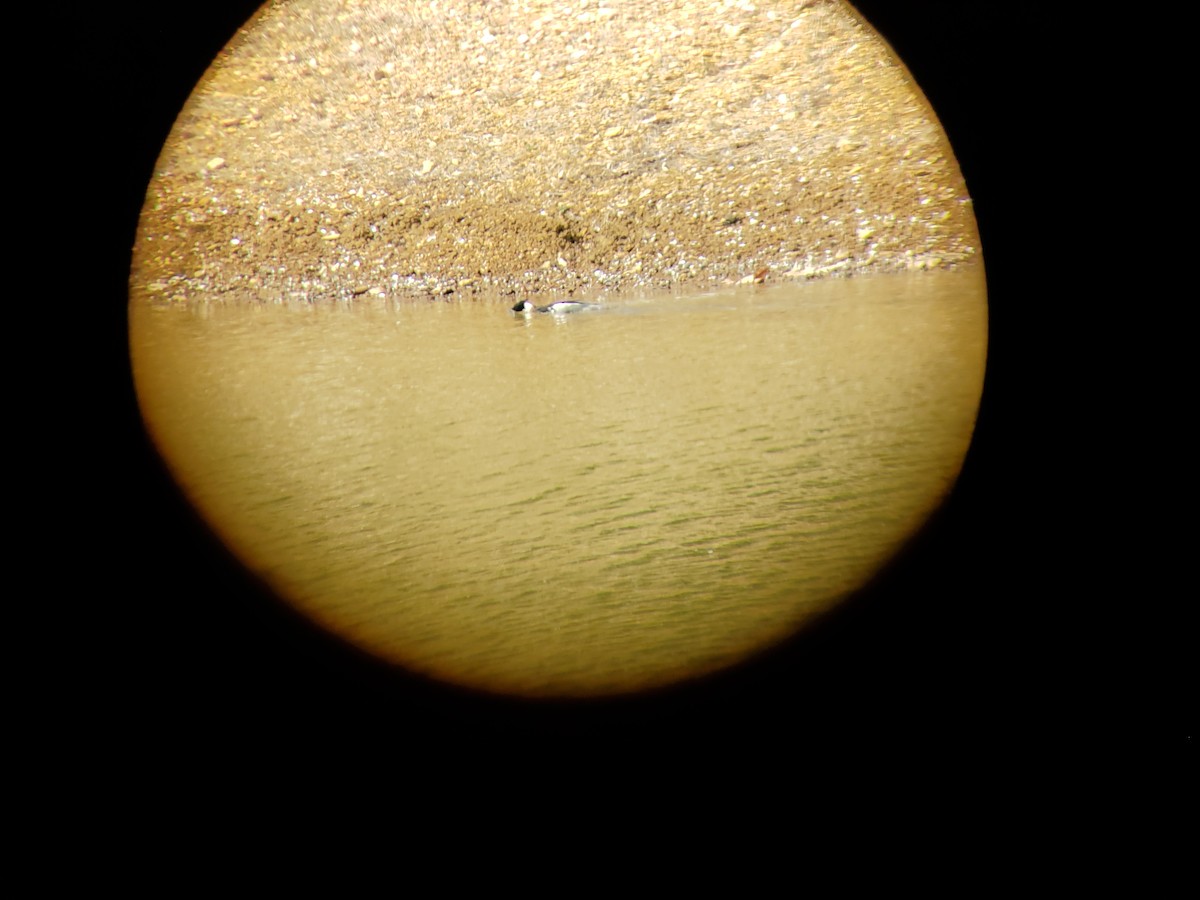 Red-breasted Merganser - Gerald Heath