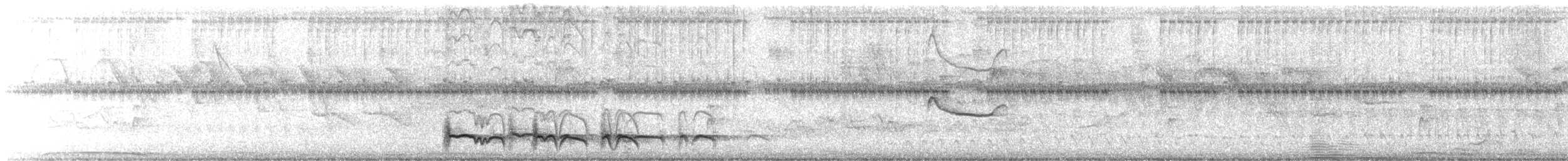 Лінивка-смугохвіст плямистобока (підвид maculatus) - ML615679756