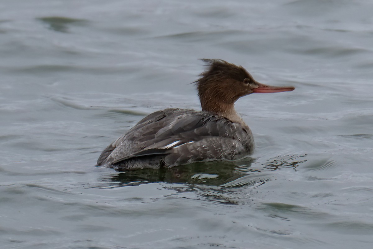 Red-breasted Merganser - Cindy Gimbert