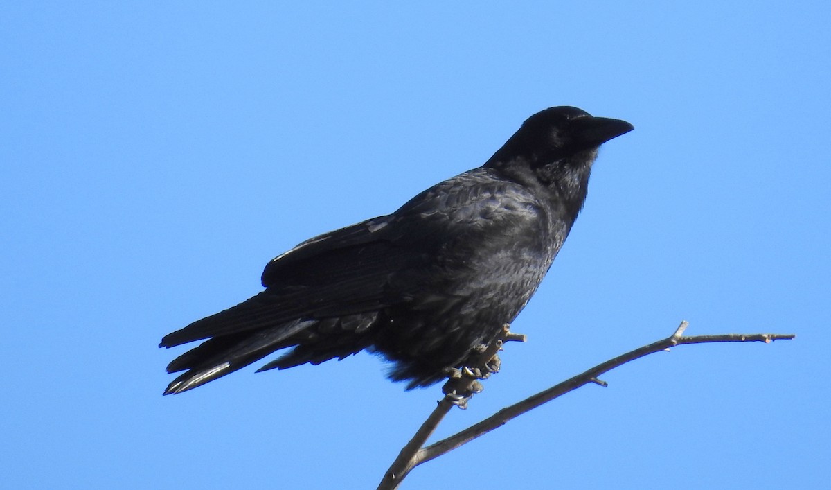 American Crow - Jane Icenogle