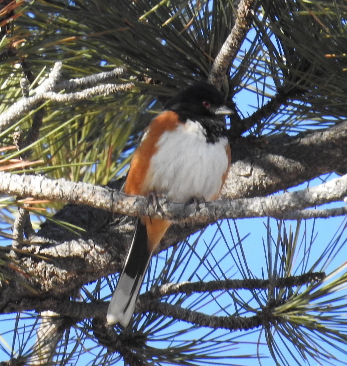 Spotted Towhee - Jane Icenogle