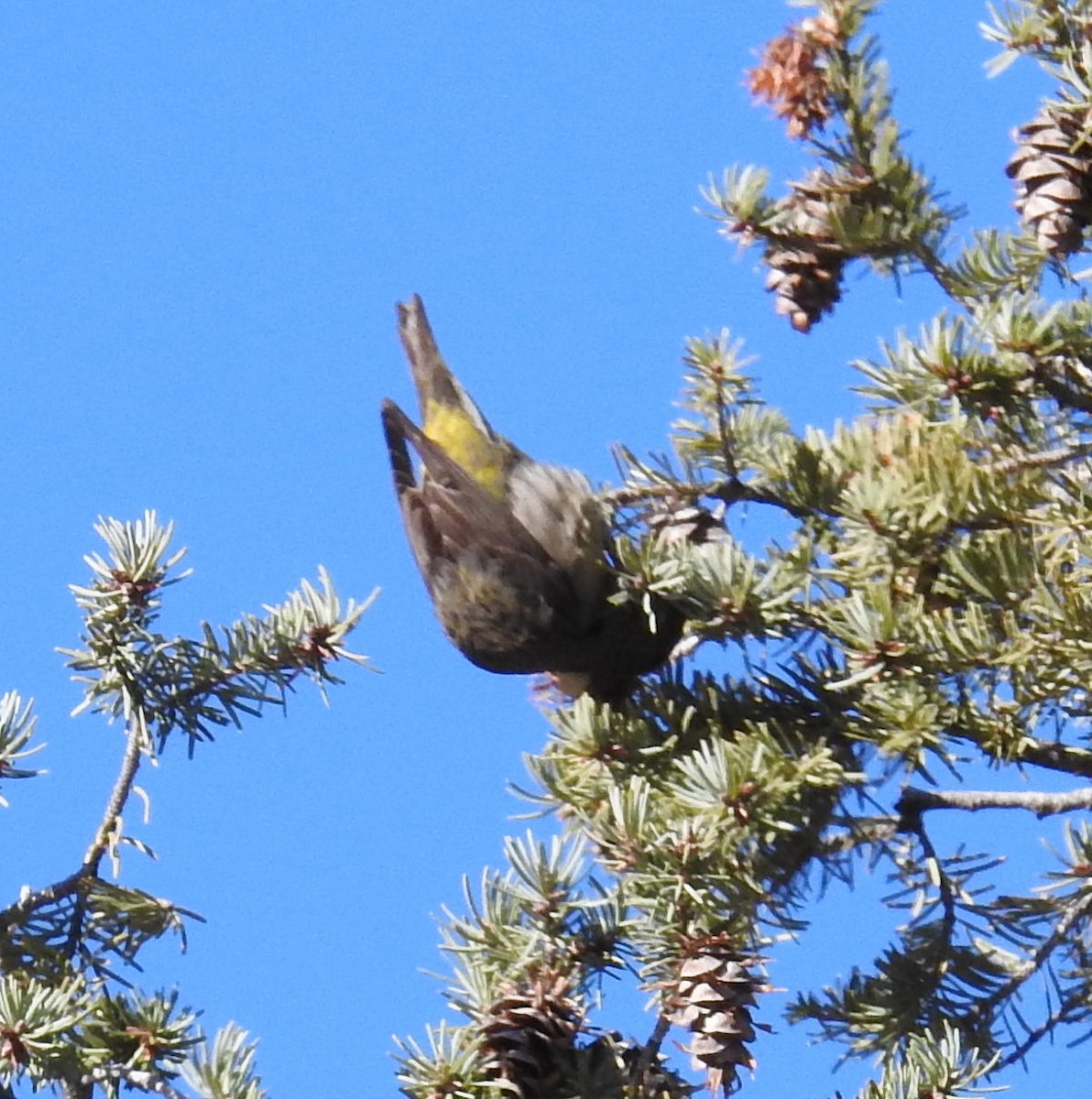 Red Crossbill - Jane Icenogle