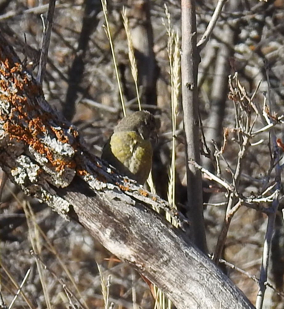 Red Crossbill - Jane Icenogle