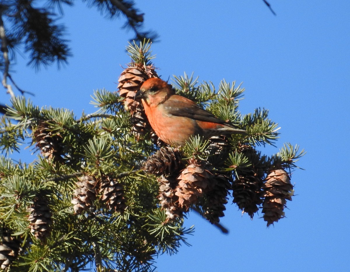 Red Crossbill - ML615679913