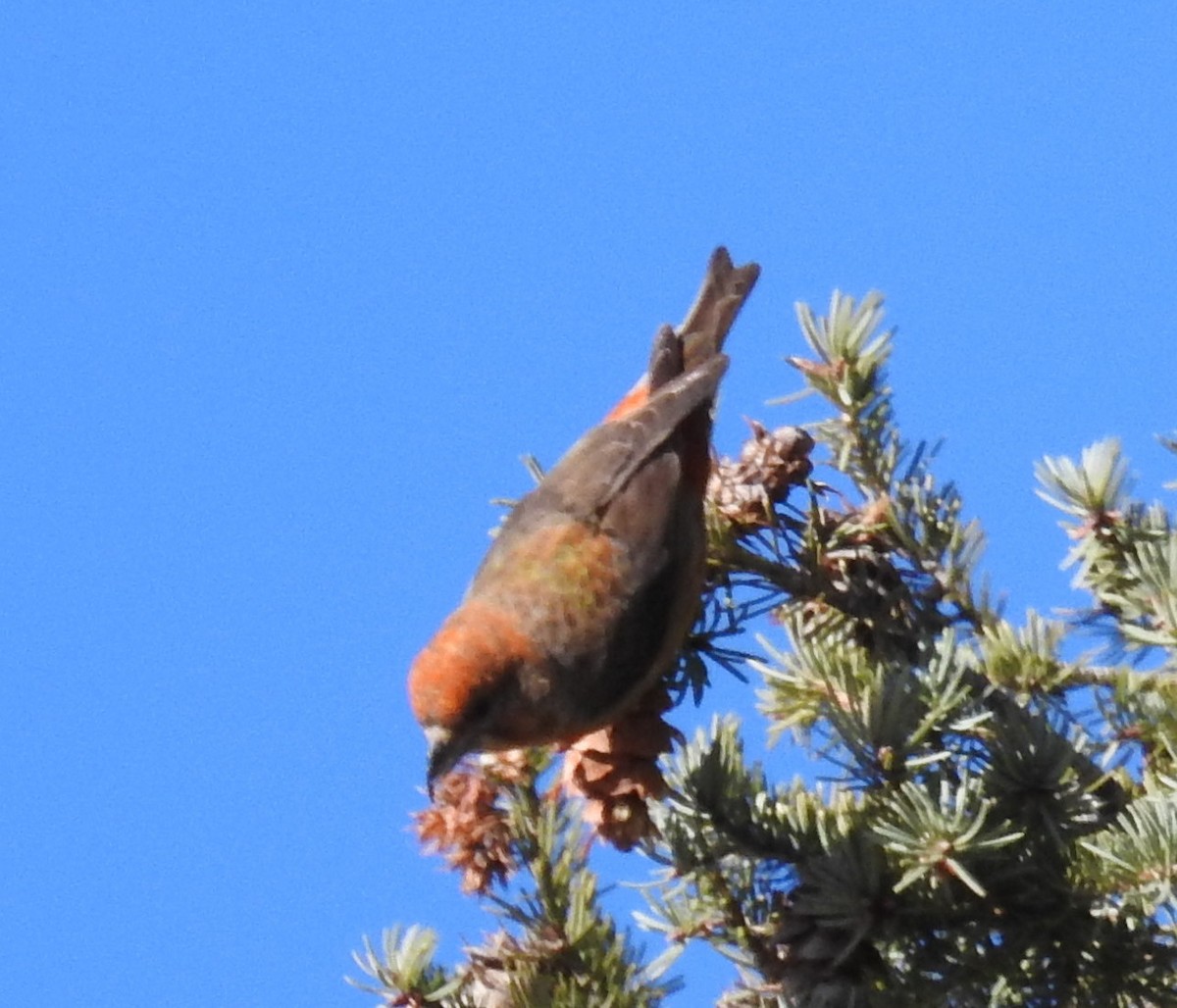 Red Crossbill - ML615679918