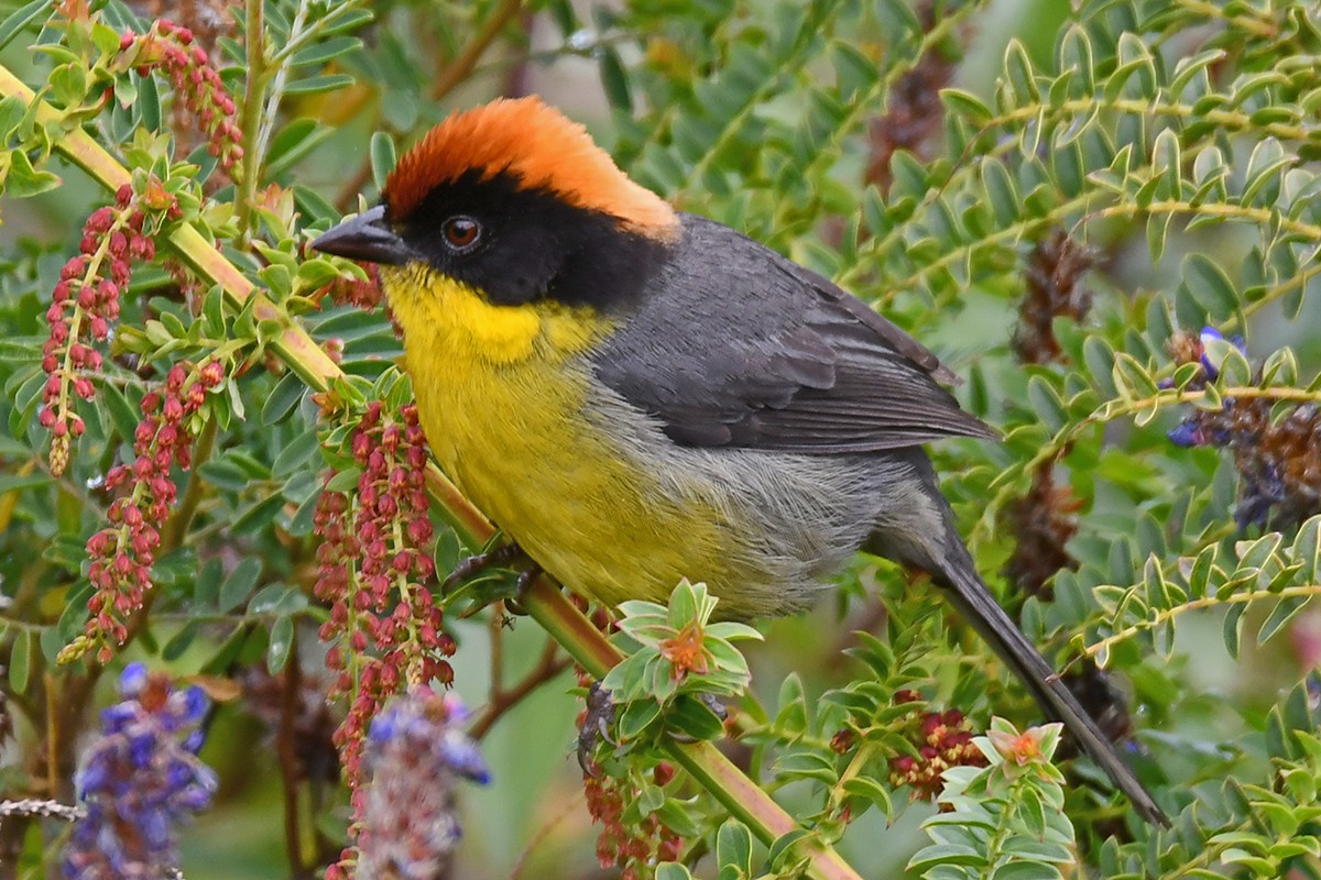 Yellow-breasted Brushfinch - ML615679926