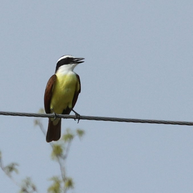 Great Kiskadee - Dennis Cooke