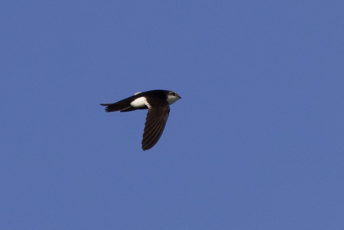 White-throated Swift - ML615680005