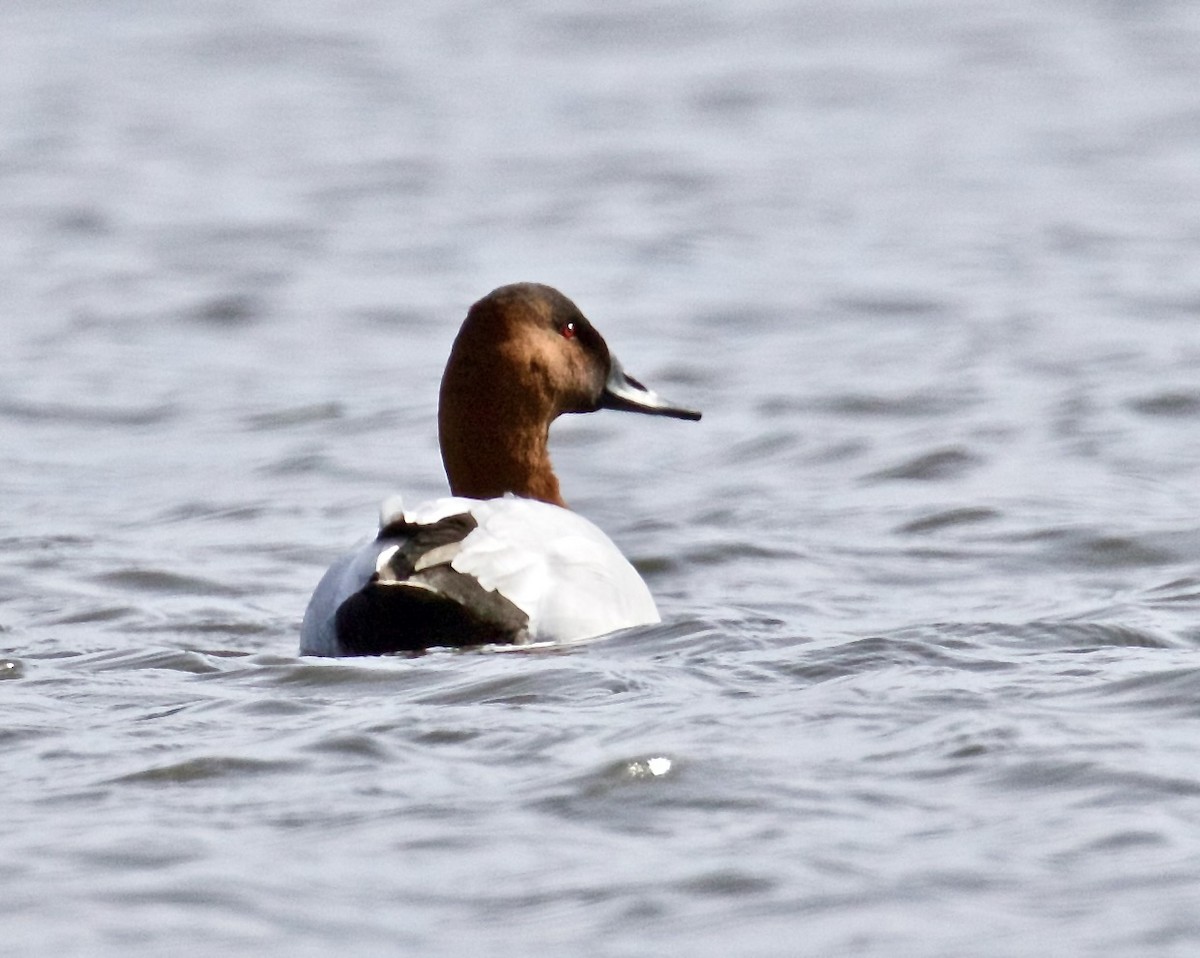 Canvasback - ML615680052