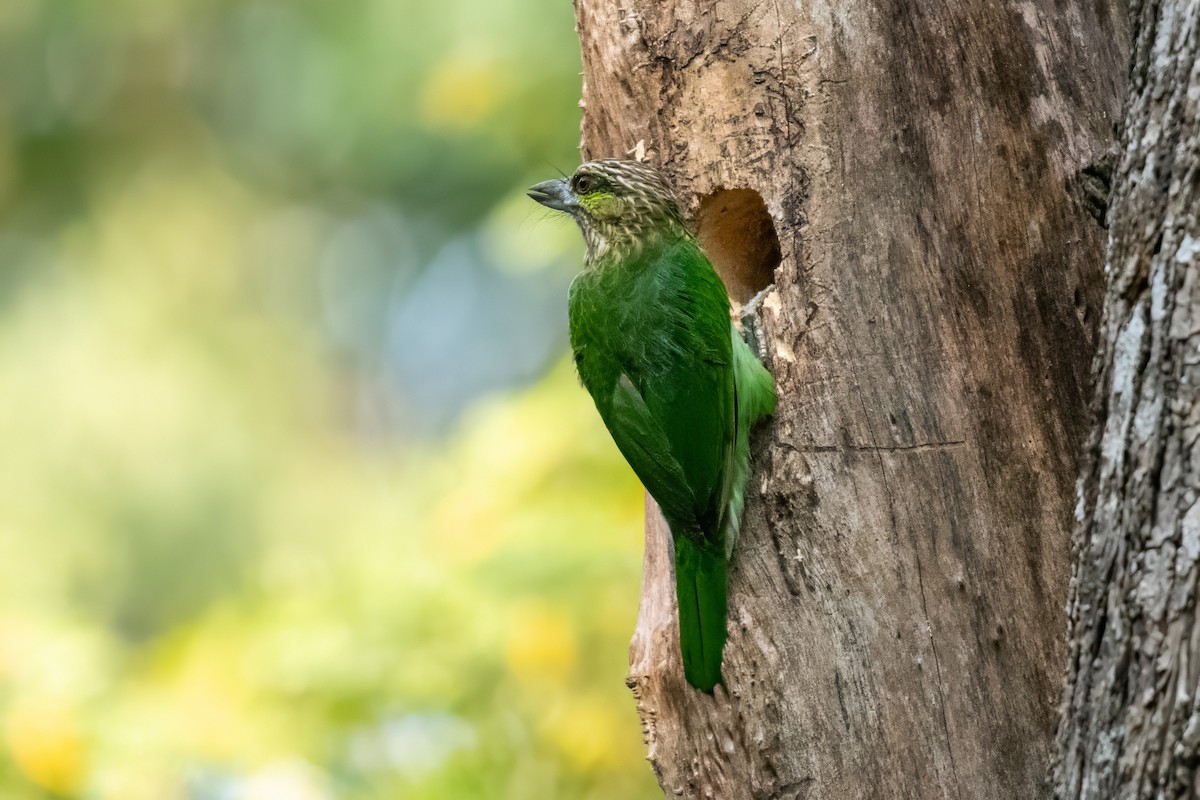 Yeşil Kulaklı Barbet - ML615680056