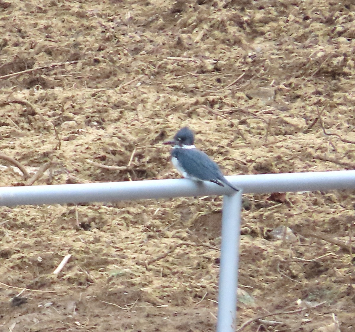 Belted Kingfisher - ML615680057