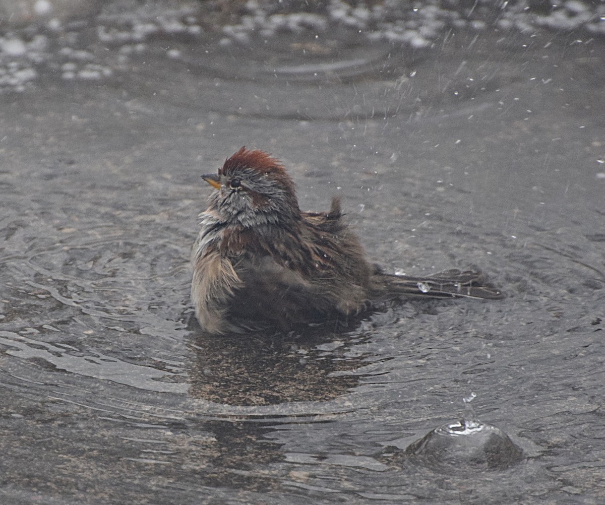 American Tree Sparrow - ML615680072