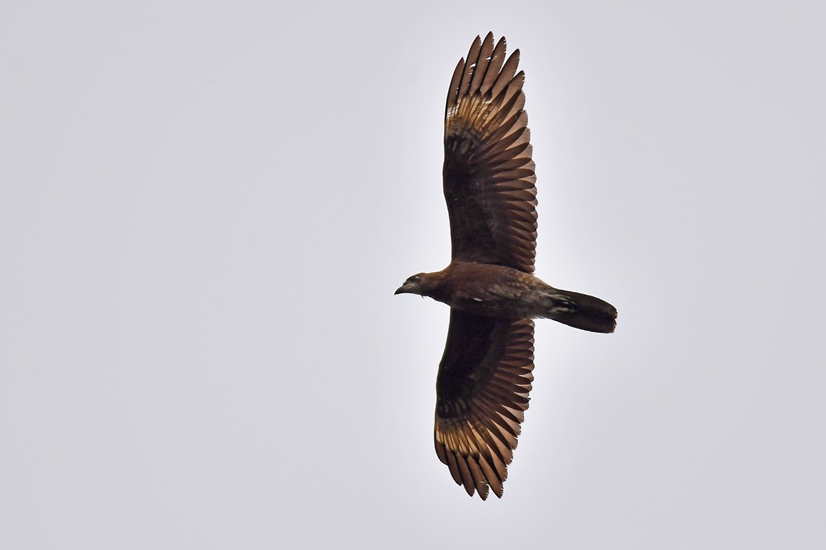 Caracara Carunculado - ML615680081