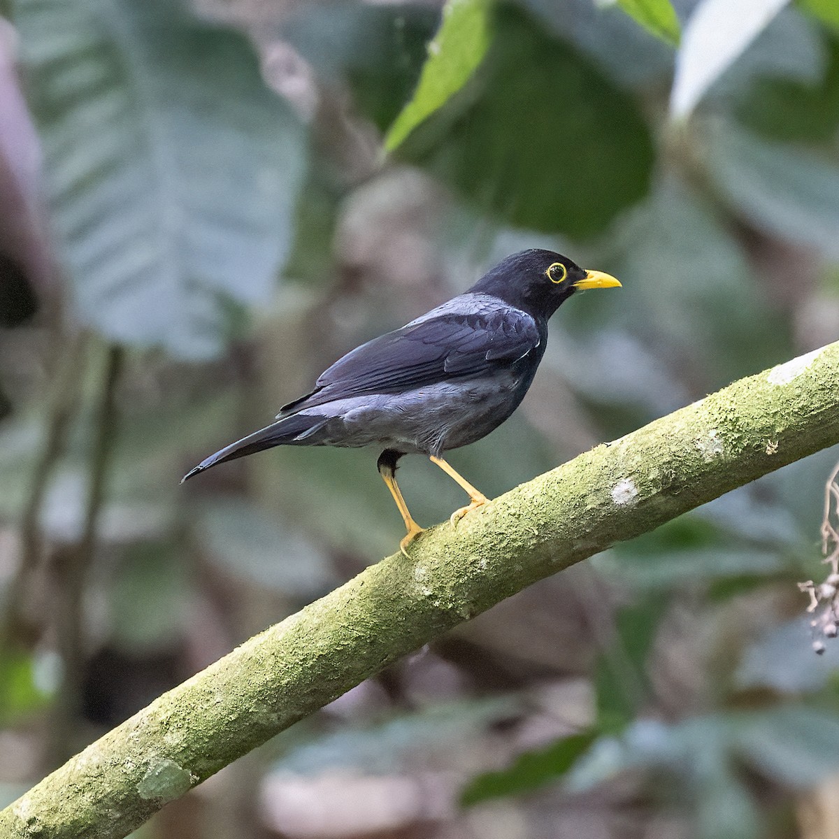 Yellow-legged Thrush - Dan Vickers