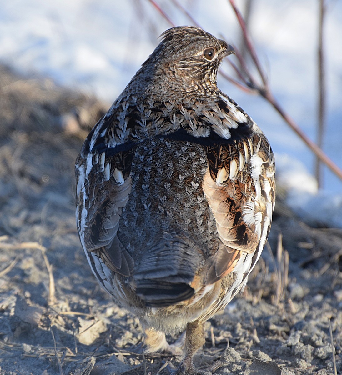 Ruffed Grouse - ML615680095