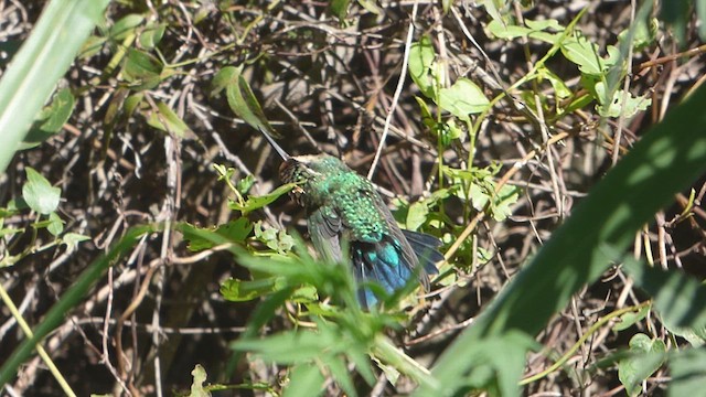 Glittering-bellied Emerald - ML615680157