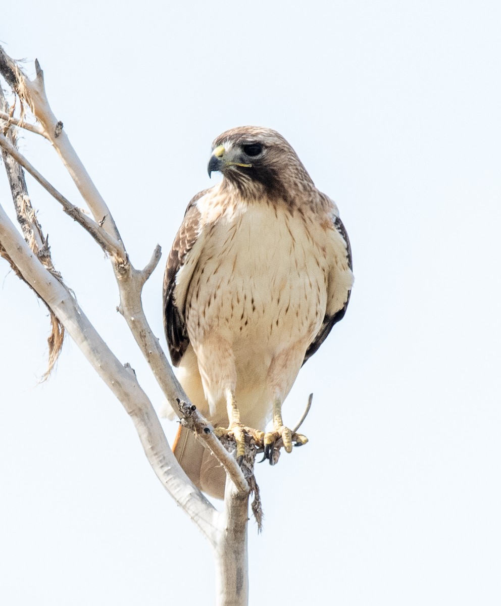 Rotschwanzbussard - ML615680191