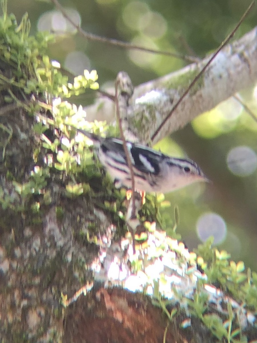 Black-and-white Warbler - Jocelyn Ray