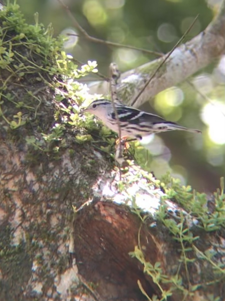 Black-and-white Warbler - Jocelyn Ray