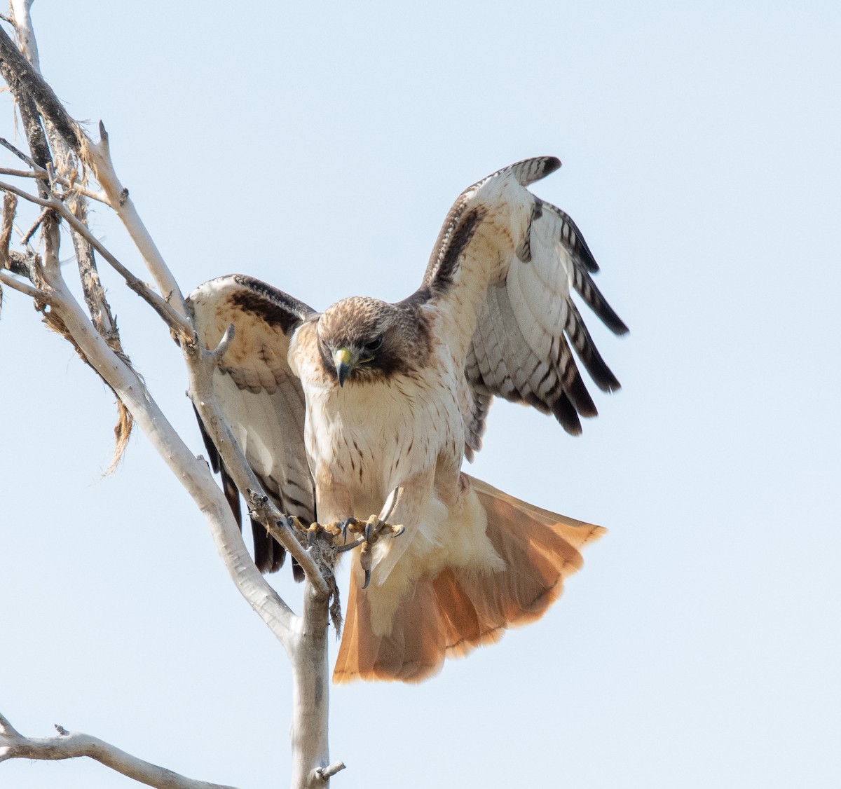 Rotschwanzbussard - ML615680222