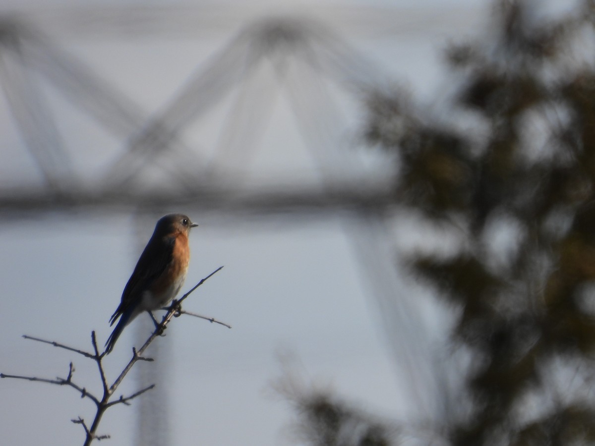 Eastern Bluebird - ML615680250