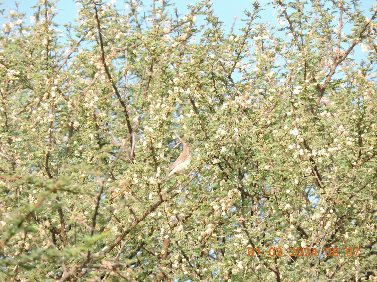 Booted/Sykes's Warbler - ML615680268