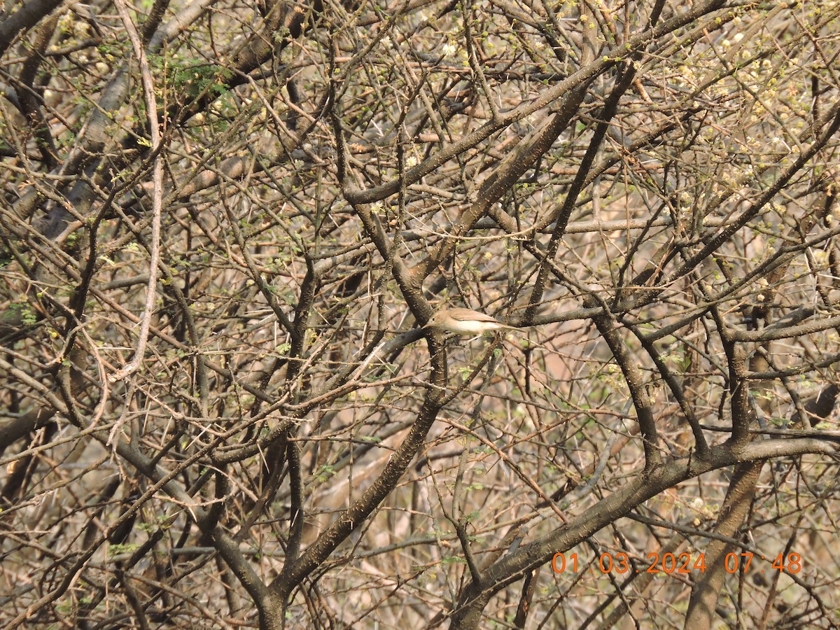 Booted/Sykes's Warbler - Suzhal Arivom (Group Account)